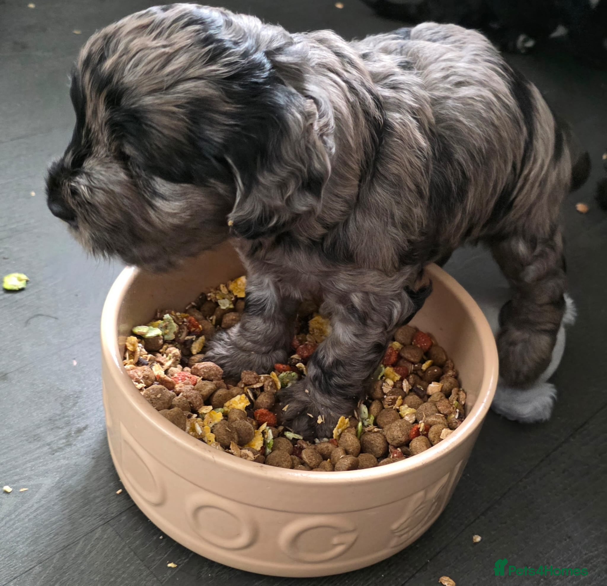 Cockapoo dogs for sale: Vet Health checked Cockapoo Puppies - Advert 20