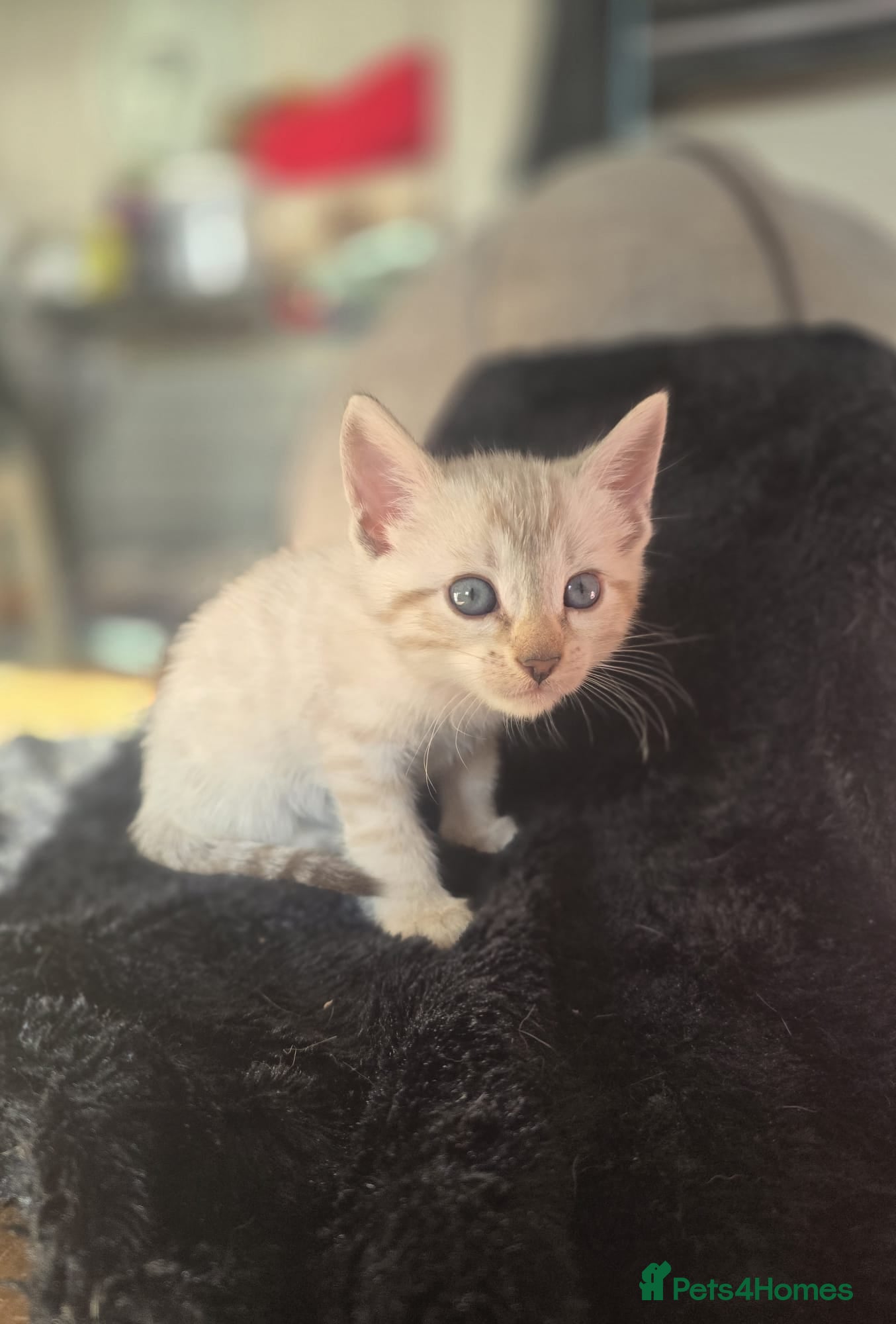 Bengal cats Bengal snow lynx & dark Charcoal Marbelled  - Advert 1