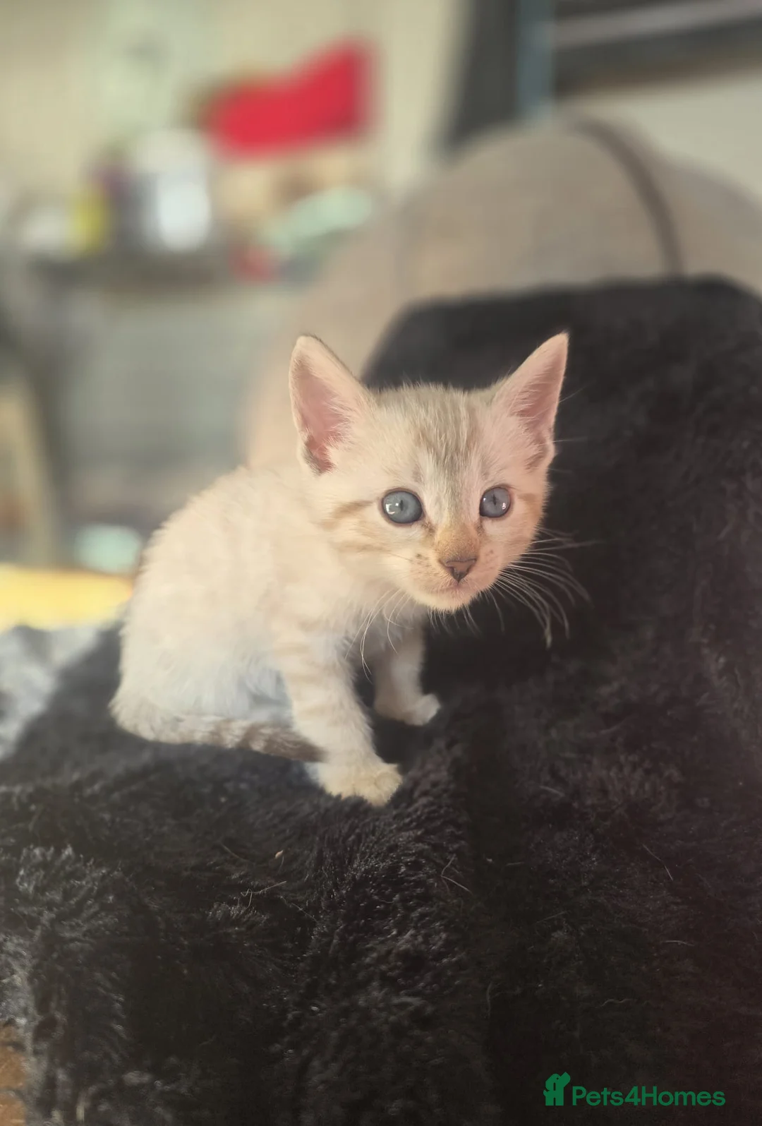 Bengal cats for sale: Bengal snow lynx & dark Charcoal Marbelled  in Barry - Advert 1