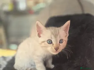 Bengal cats Bengal snow lynx & dark Charcoal Marbelled - Advert 1