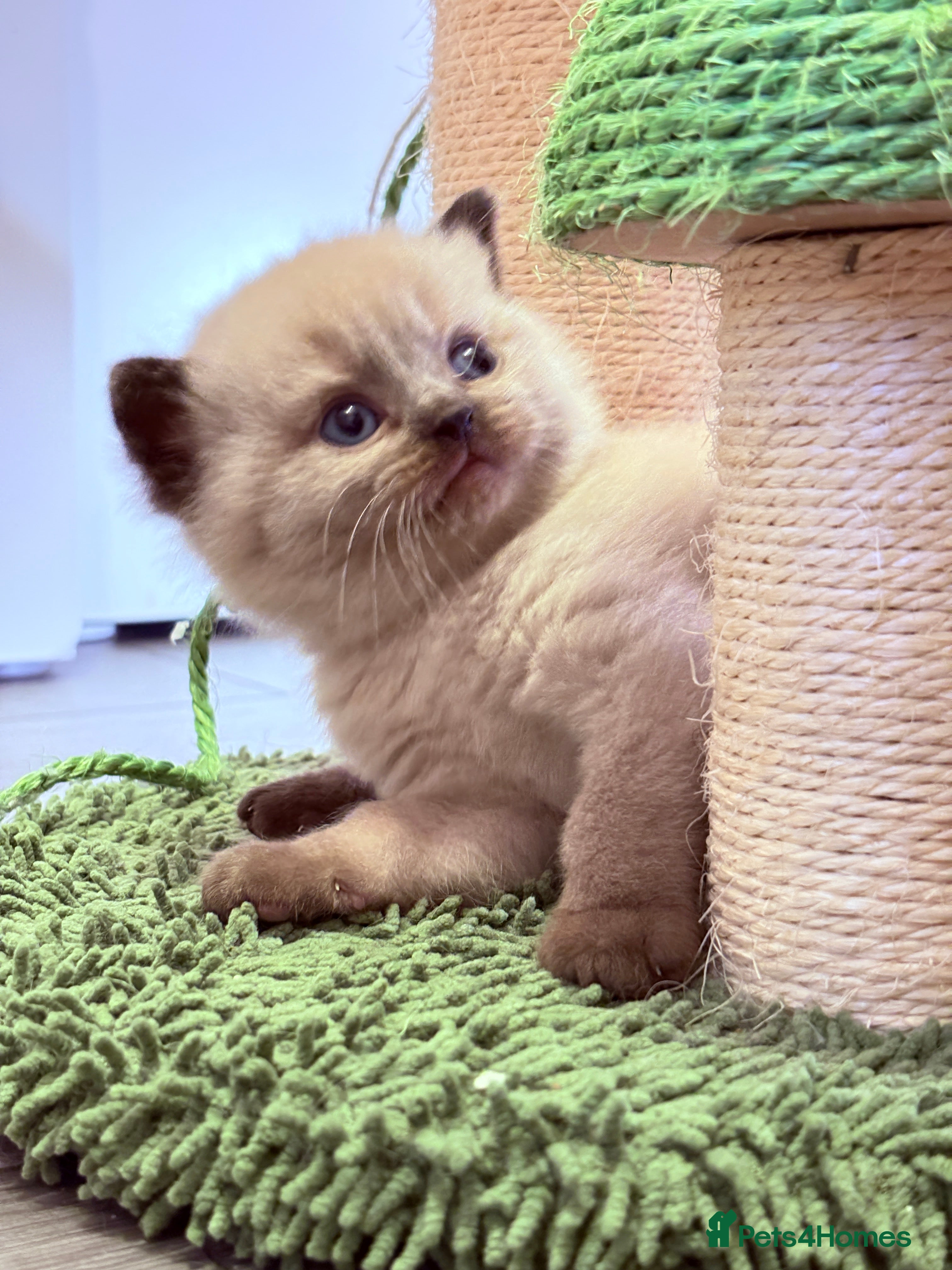 British Shorthair cats Beautiful GCCF Registered MultiColoured BSH kitte  - Advert 10