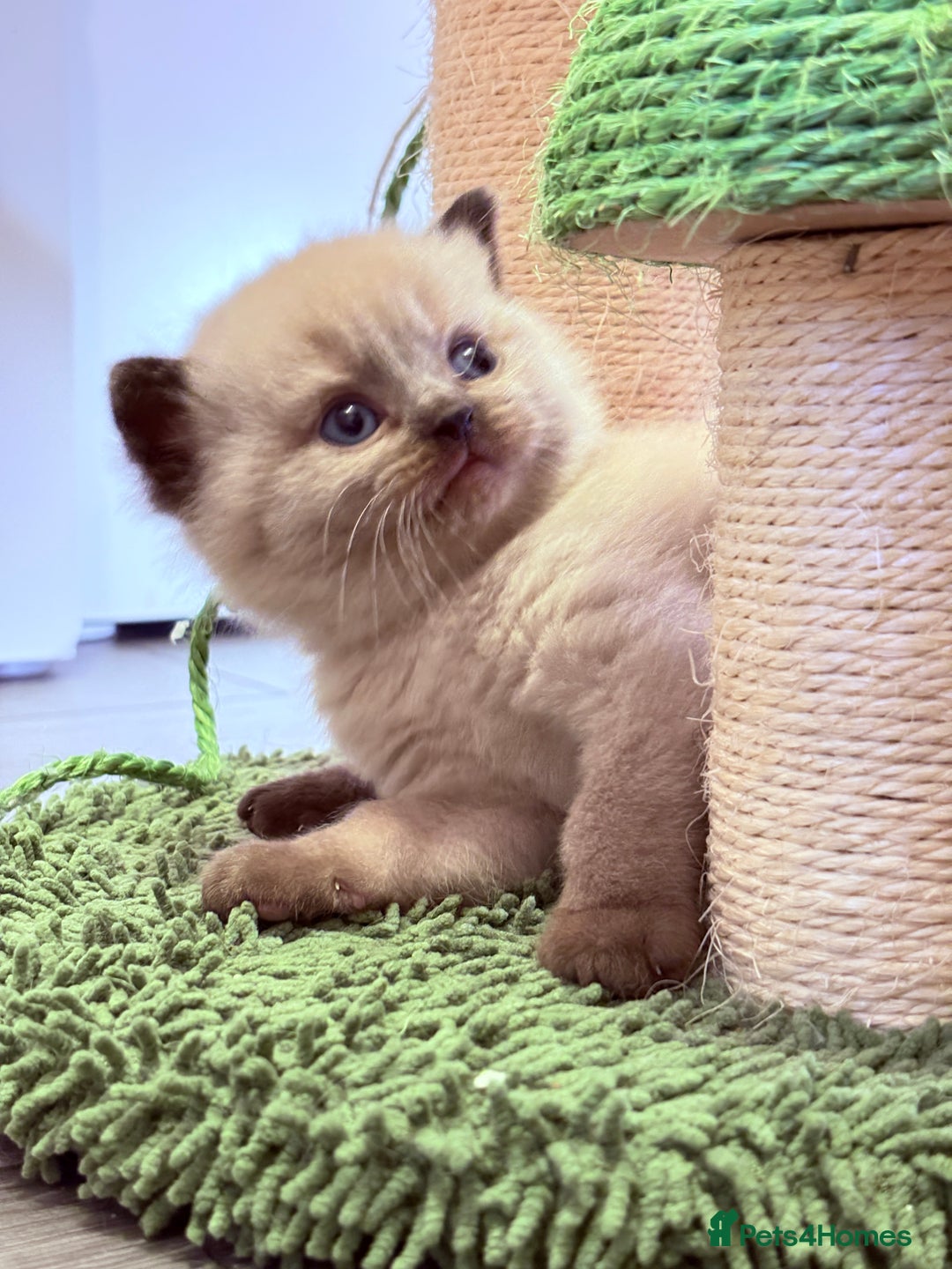 British Shorthair cats for sale: Beautiful GCCF Registered MultiColoured BSH kitte  - Advert 11