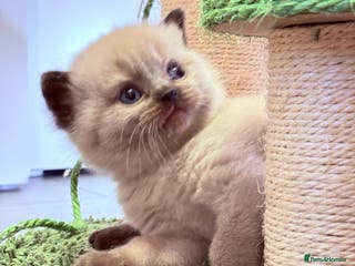 British Shorthair cats Beautiful GCCF Registered MultiColoured BSH kitte - Advert 10