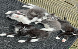 Mixed Breed cats for sale: Lovely Kitten for sale only 50£  - Image 20