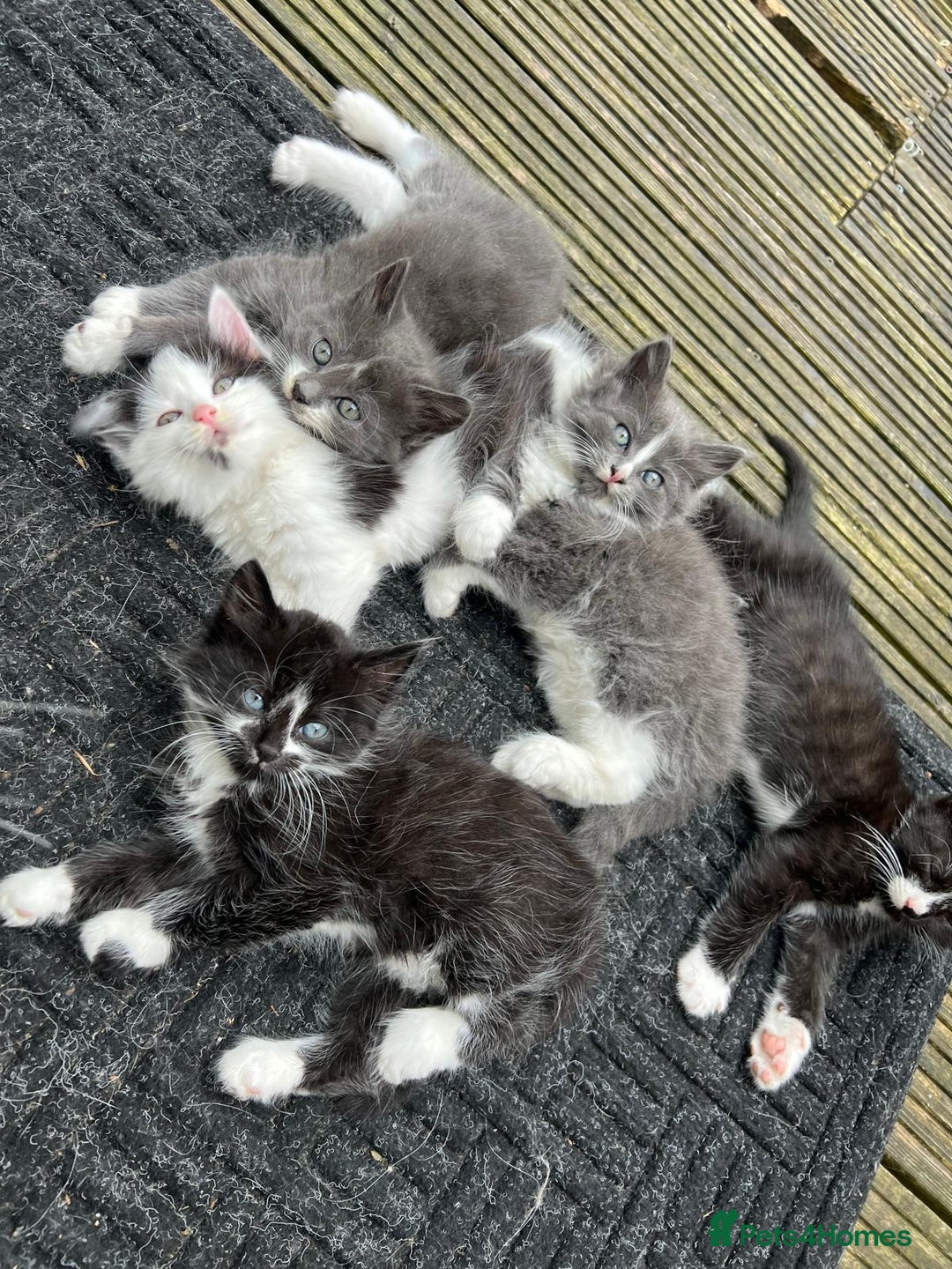 Mixed Breed cats for sale: Lovely Kitten for sale only 50£  - Image 20