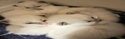 Ragdoll cats for stud: Handsome Ragdoll available for STUD services in Stockport - Advert 14