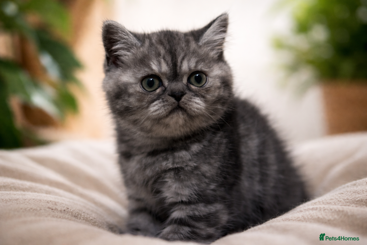 Exotic cats Exotic kittens  - Advert 1