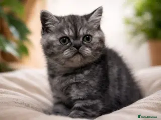 Exotic cats Exotic kittens - Advert 1