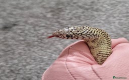 King Snake reptiles for sale: Hypo Florida Kingsnake, Male Adult - Image 2