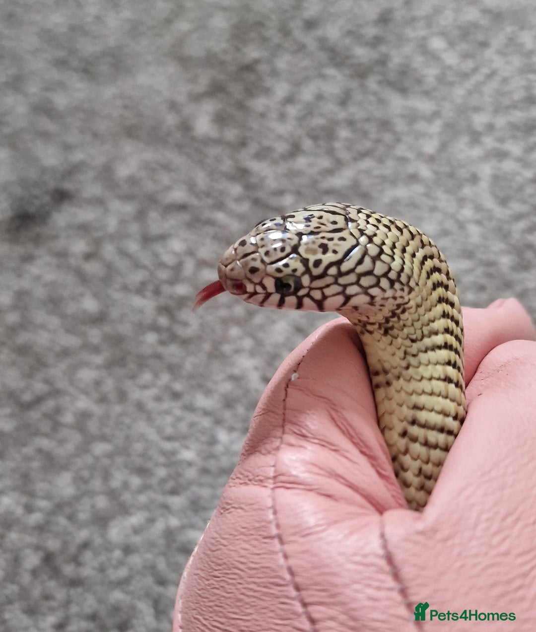 King Snake reptiles for sale: Hypo Florida Kingsnake, Male Adult - Image 2