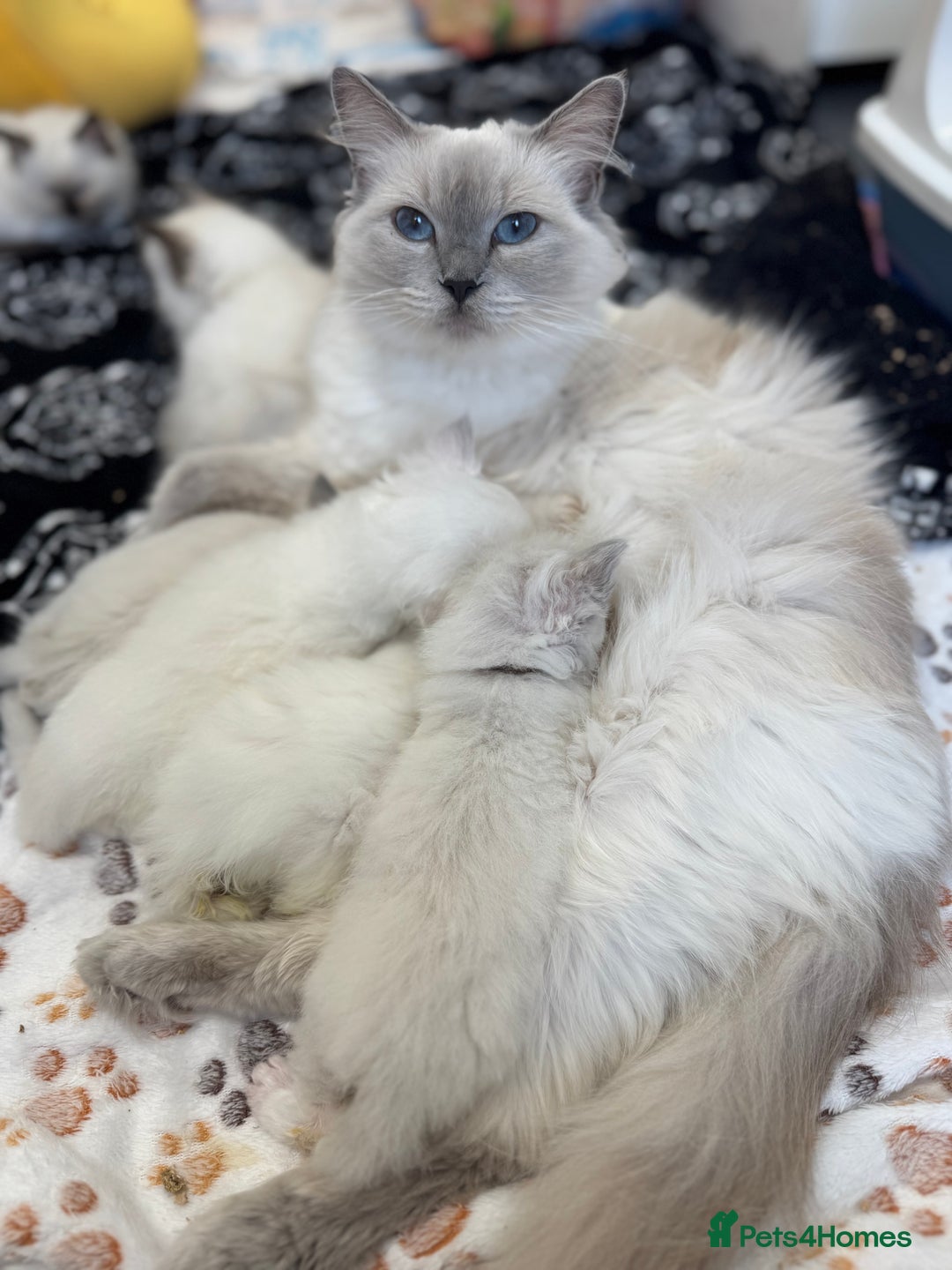 Ragdoll cats for sale: Adorable Ragdoll Kittens GCCF Registered  - Image 13