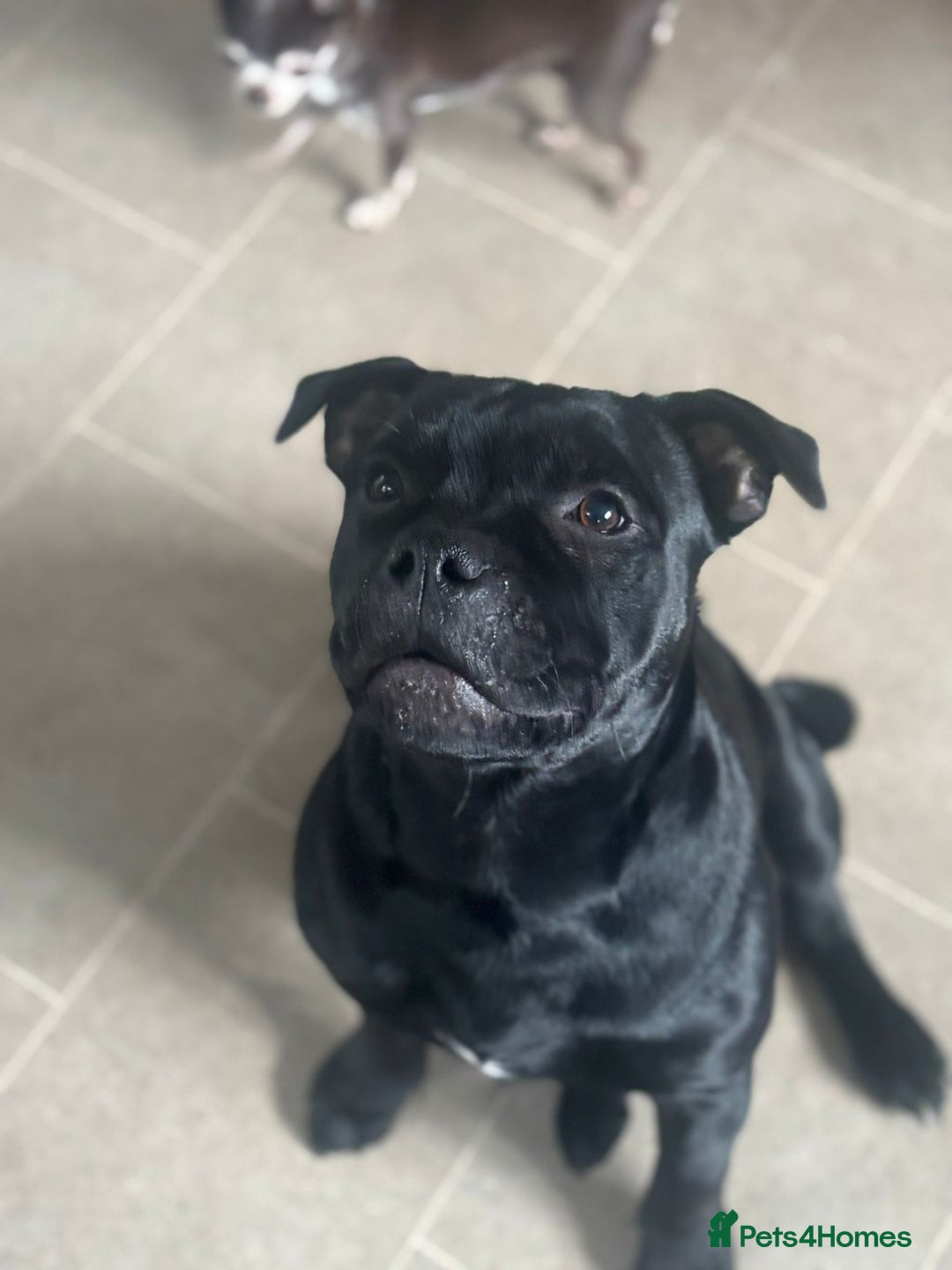 Staffordshire Bull Terrier dogs for sale: Absolutely stunning black boy - Advert 4