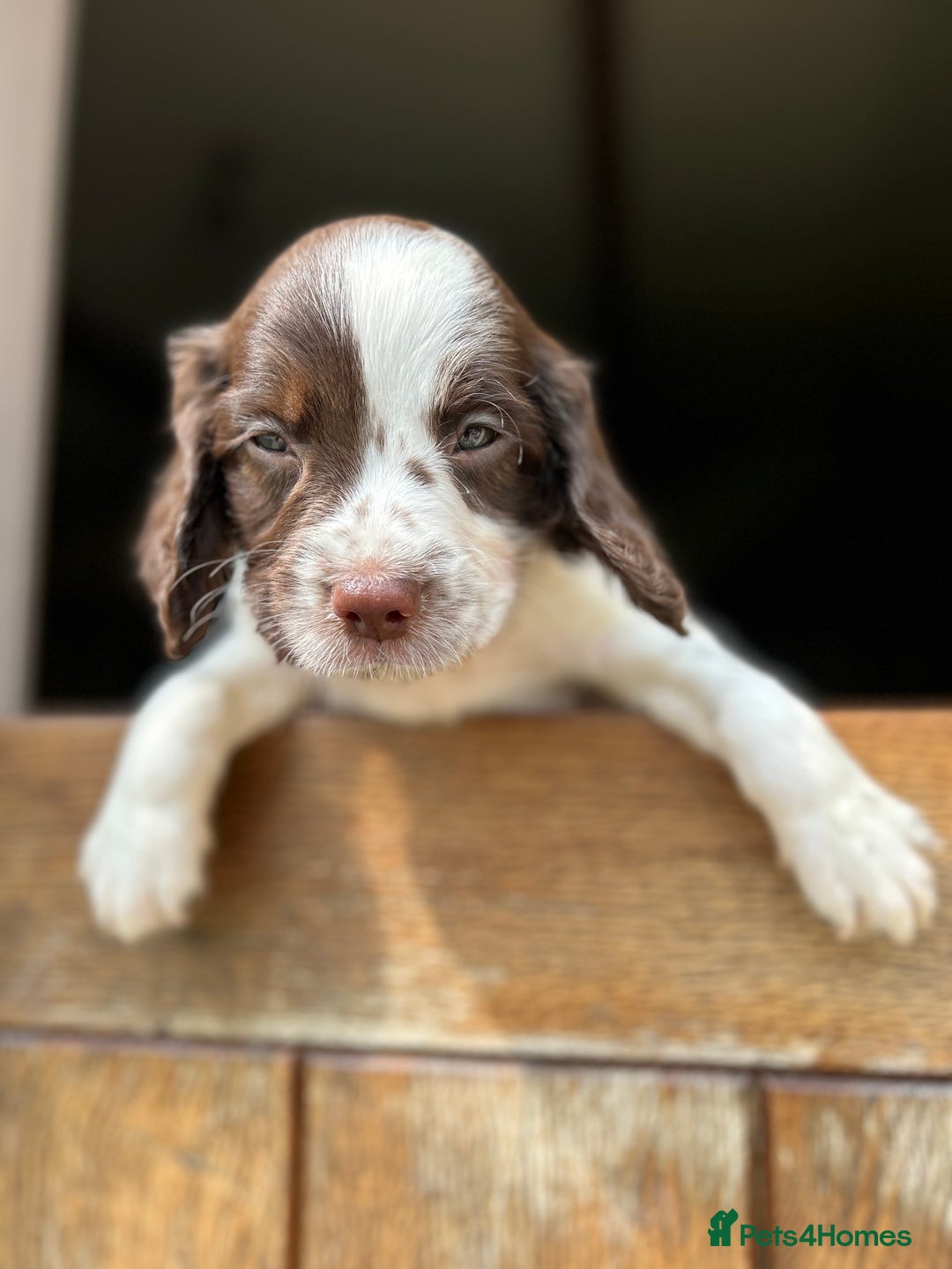 English Springer Spaniel dogs for sale: Working English springer spaniels in Tiverton - Image 13