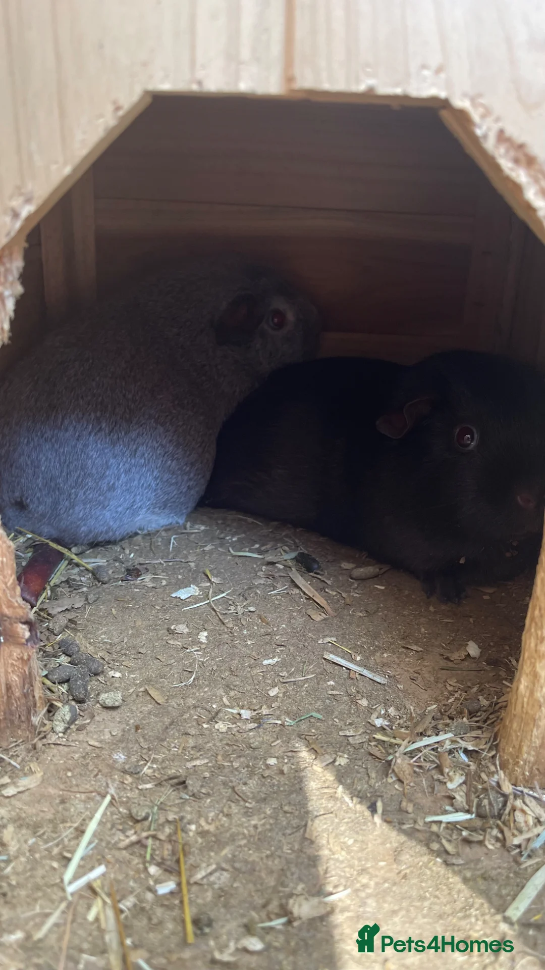 Guinea Pig rodents for sale: Vicky and Shishi - Advert 4