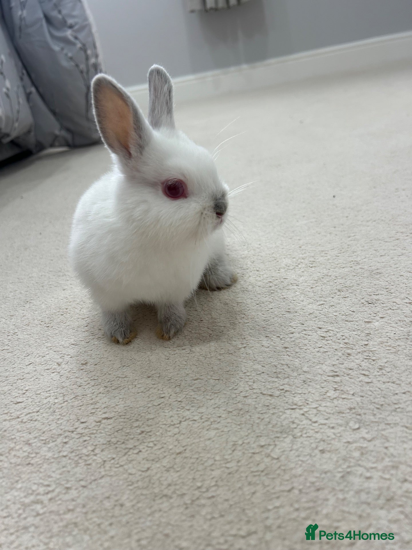 Netherland Dwarf rabbits Netherland Dwarf Baby rabbits - Advert 3