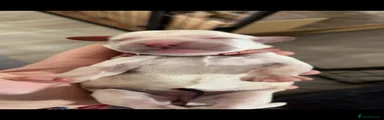 Cockapoo 7
