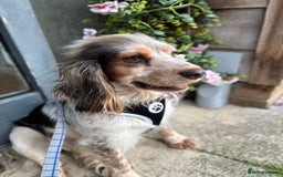 Cocker Spaniel dogs for sale: ⛔️In desperate need of a loving home⛔️ - Image 2