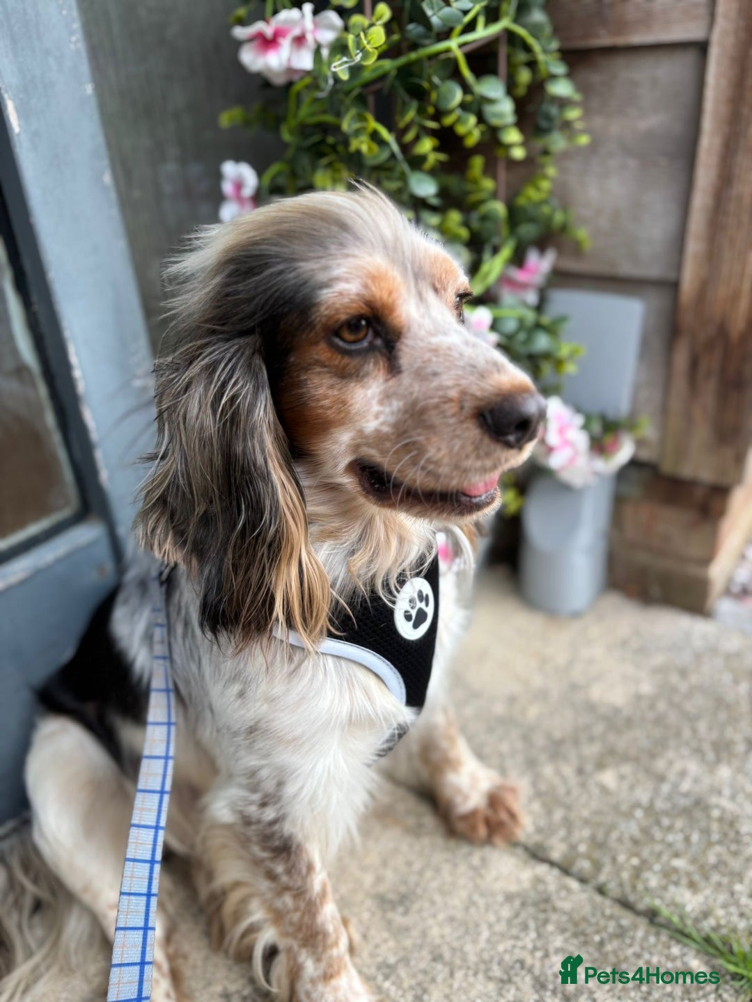 Cocker Spaniel dogs for sale: ⛔️In desperate need of a loving home⛔️ - Image 2