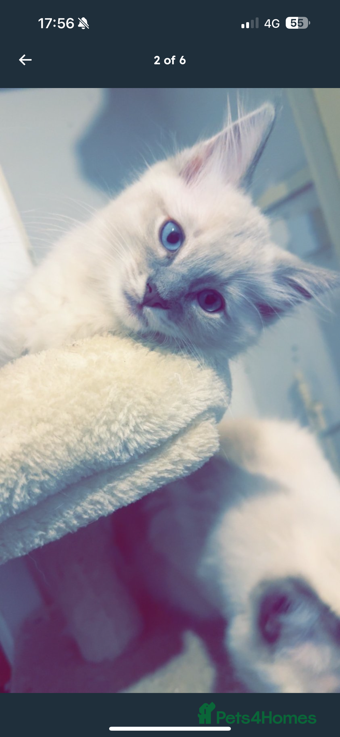 Ragdoll cats for sale: Lilac and blue ragdoll kittens  - Image 10