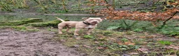 American Bully dogs for stud: Champ the stud in Bristol - Advert 3
