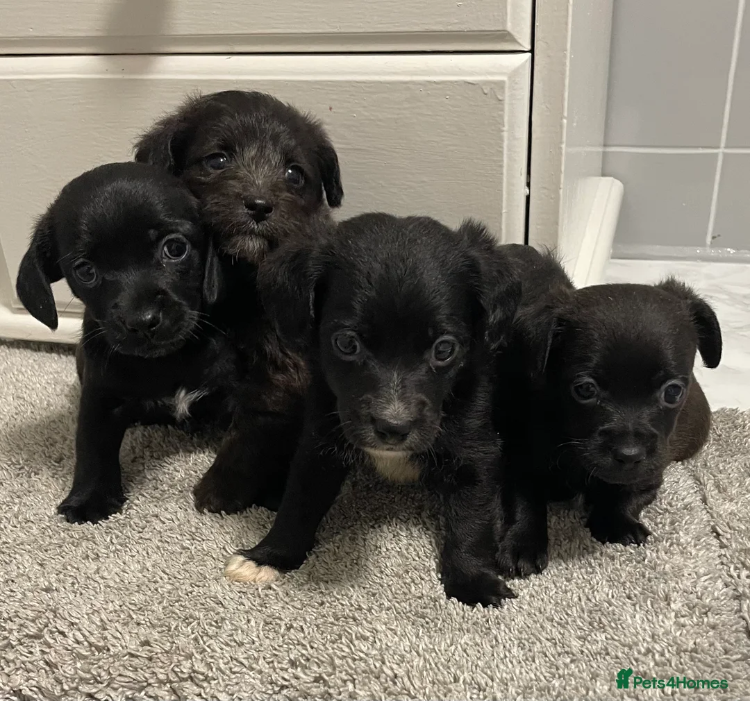 Jackapoo dogs for sale: Miniature jackapoo puppies with pedigree papers  - Advert 3