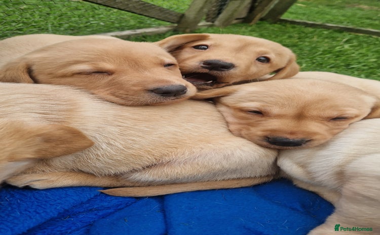 Labrador Retriever dogs - Advert 2