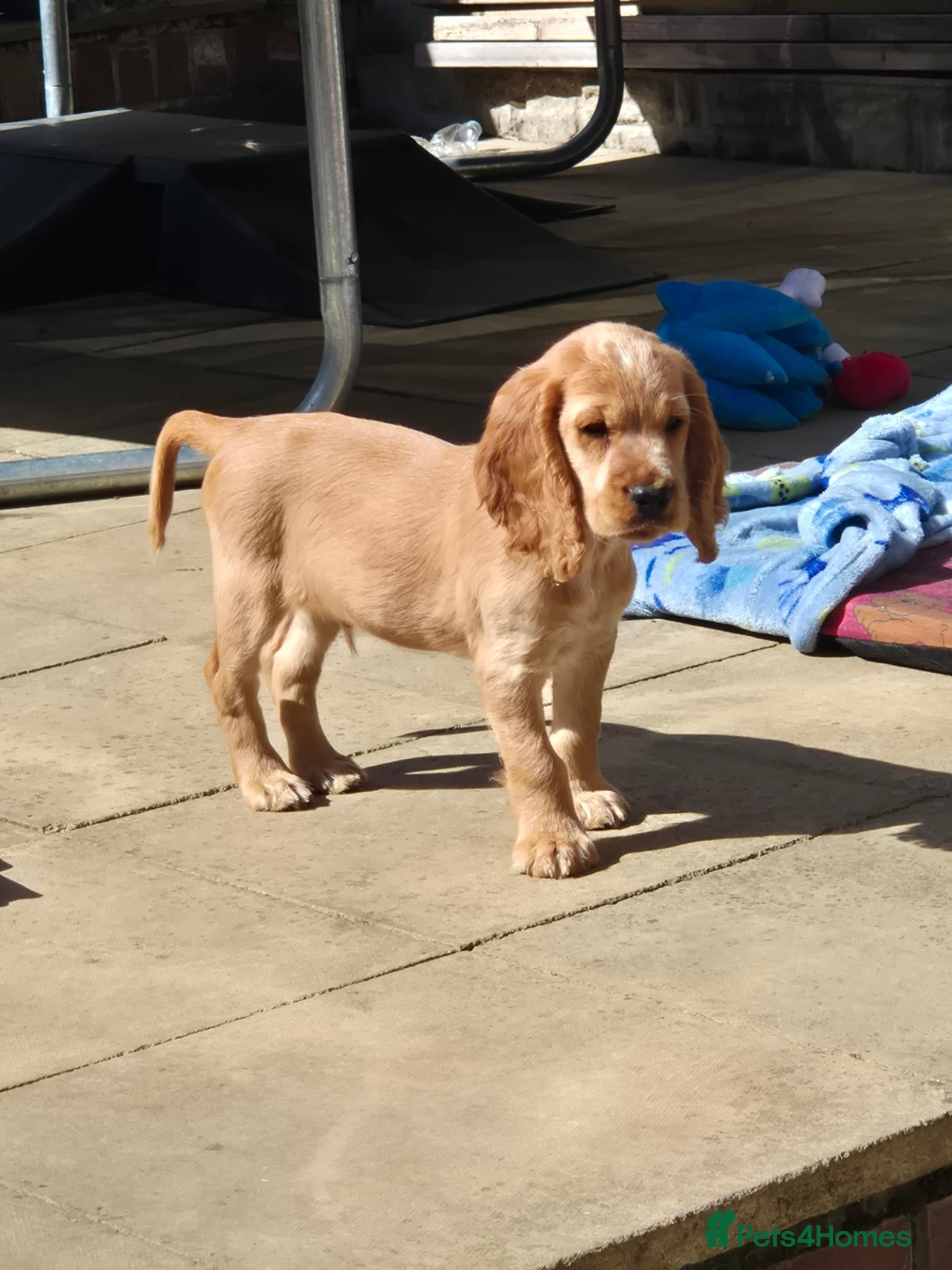 Cocker Spaniel dogs Cocker spaniels Barnsley area - Advert 2