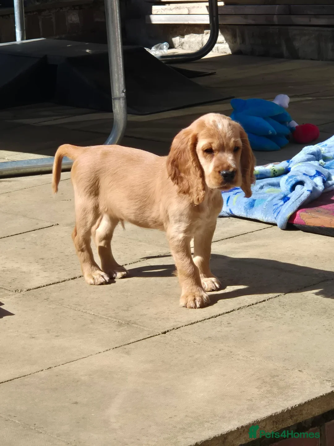 Cocker Spaniel dogs for sale: Cocker spaniels Barnsley area - Advert 2