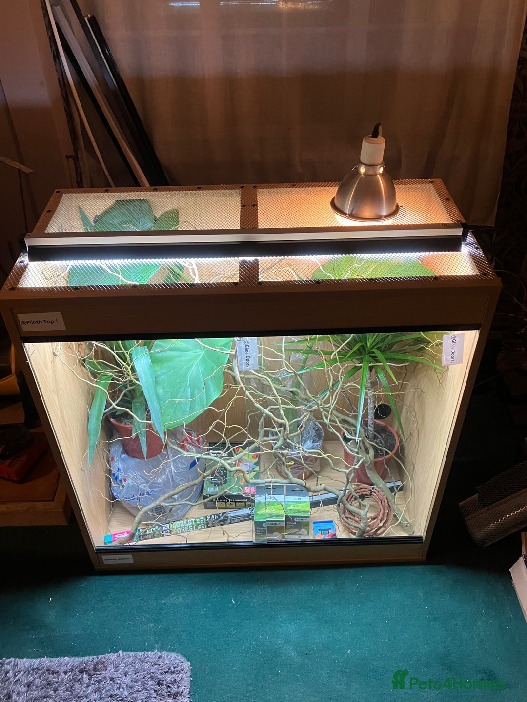 Chameleon reptiles for sale: Yemen Chameleon + Vivarium Setup Kit - Image 10
