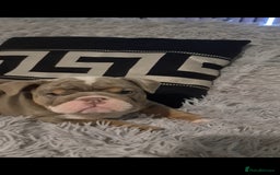 English Bulldog dogs for sale: Kc reg British bulldogs  - Image 2