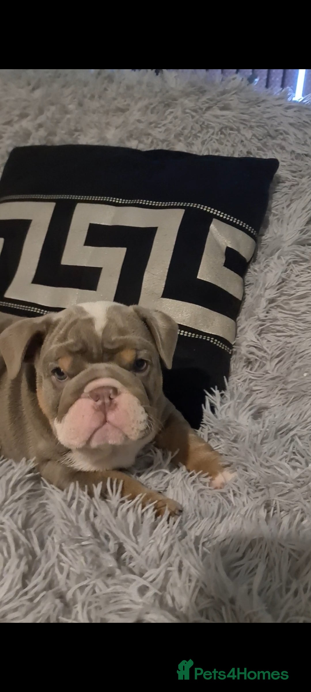 English Bulldog dogs for sale: Kc reg British bulldogs  - Image 2