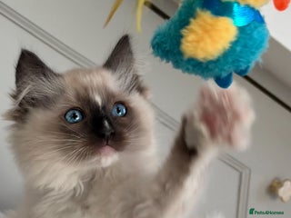 Ragdoll cats Ready 15th Dec. Traditional Pedigree Ragdolls. 🏆 - Advert 12