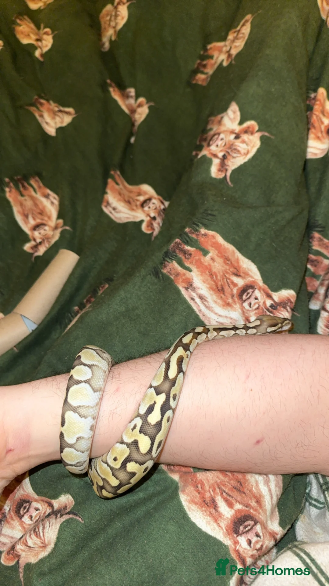 Python Snake reptiles for sale: Ball python  in Hemel Hempstead - Advert 1