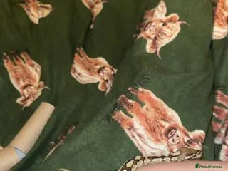 Python Snake reptiles Ball python - Advert 2