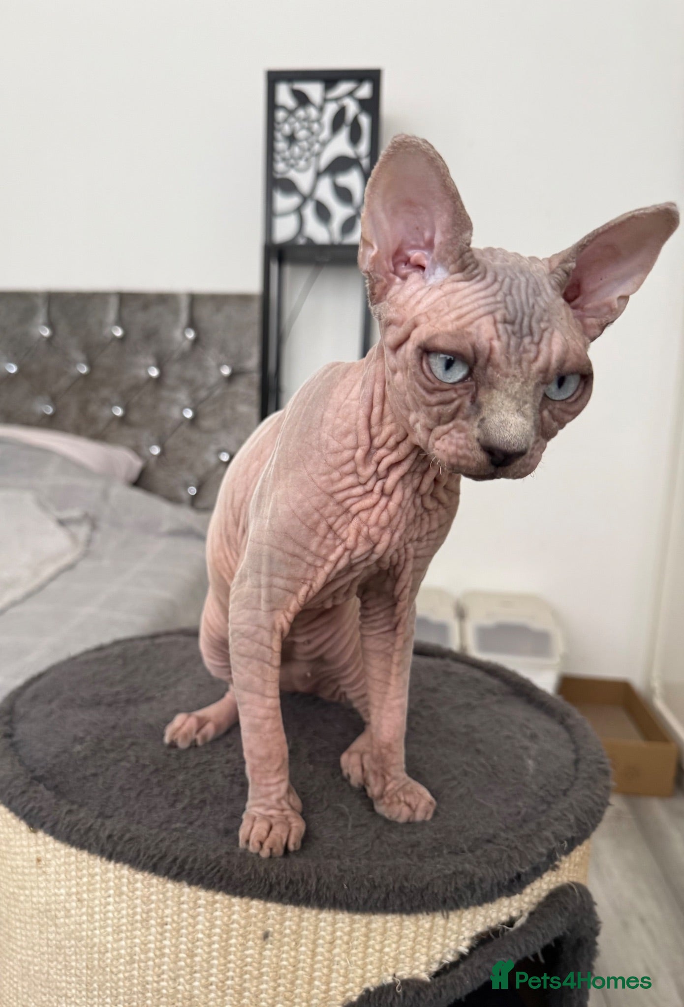Sphynx cats Blue-Eyed Sphynx Girl /  TICA Reg - Advert 5