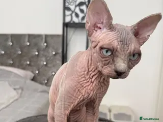 Sphynx cats Blue-Eyed Sphynx Girl / TICA Reg - Advert 5
