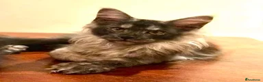 NYX