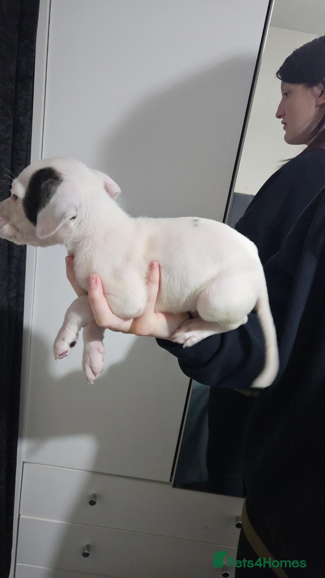 American Bulldog dogs American bulldogs looking for their forever home  - Advert 7