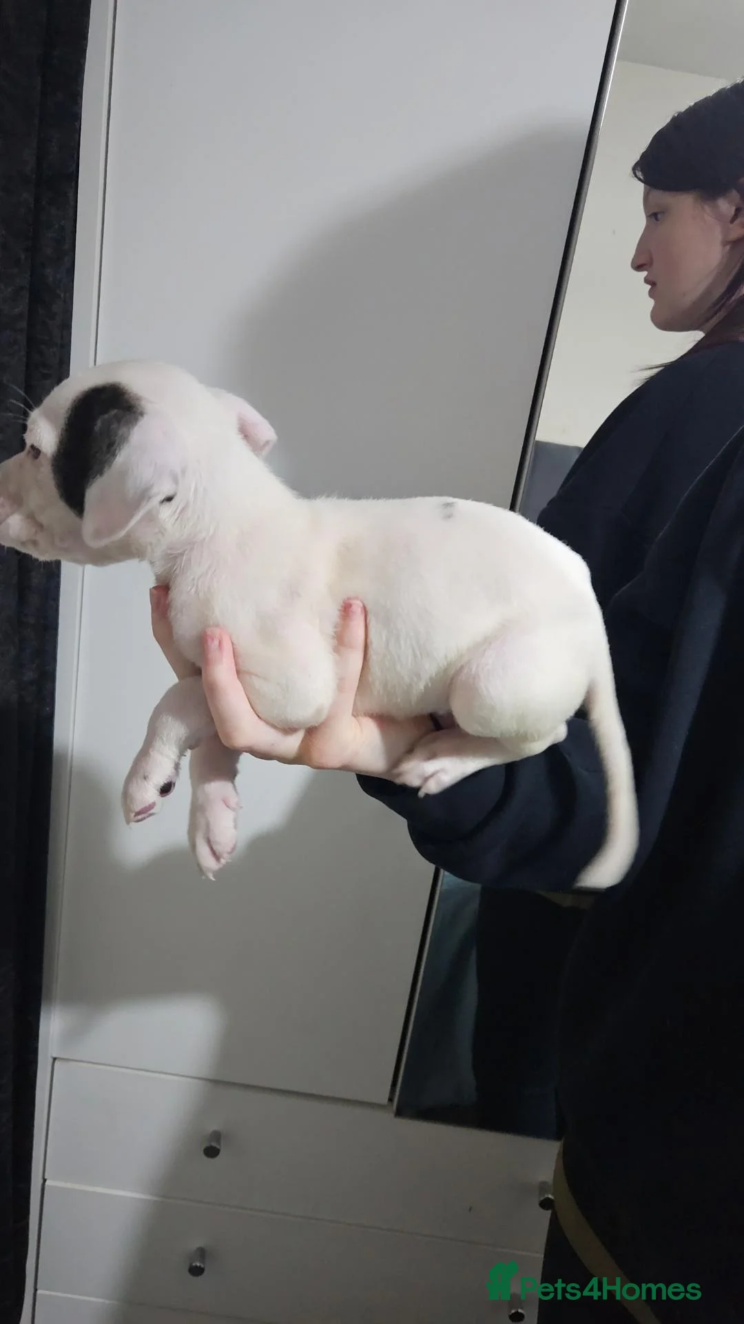 American Bulldog dogs for sale: American bulldogs looking for their forever home  in Stockton-on-Tees - Advert 1
