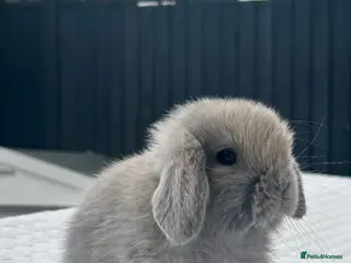 Mini Lop rabbits Beautiful Pure Bred Baby Mini Lops - Advert 3