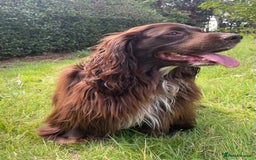 Sprocker dogs for stud: Dexter Sprocker - Image 9