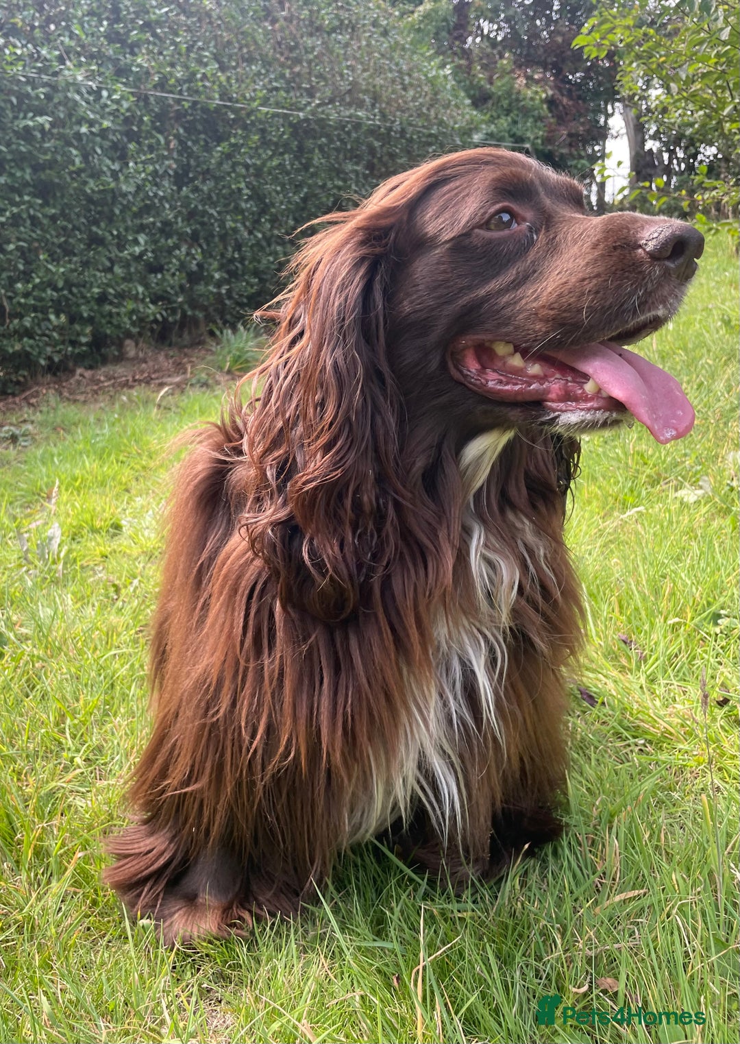Sprocker dogs for stud: Dexter Sprocker - Image 9