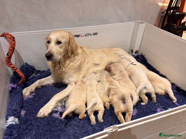 Golden Retriever dogs Exceptional quality golden retriever puppies - Advert 1