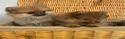 Pomeranian dogs for sale: Tiny Pomeranian Puppies🏡👀  - Advert 4
