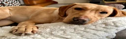 Labrador Retriever dogs for sale: 2 yr old Labrador  - Advert 4