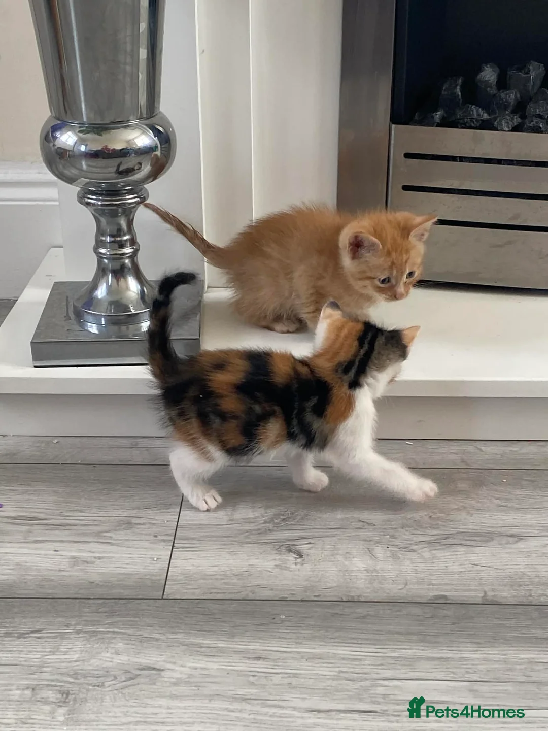Mixed Breed cats for sale: One beautiful baby girl tortoise kitten - Advert 5