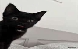 British Shorthair cats for sale: Stunning little kitten for sale  - Image 7
