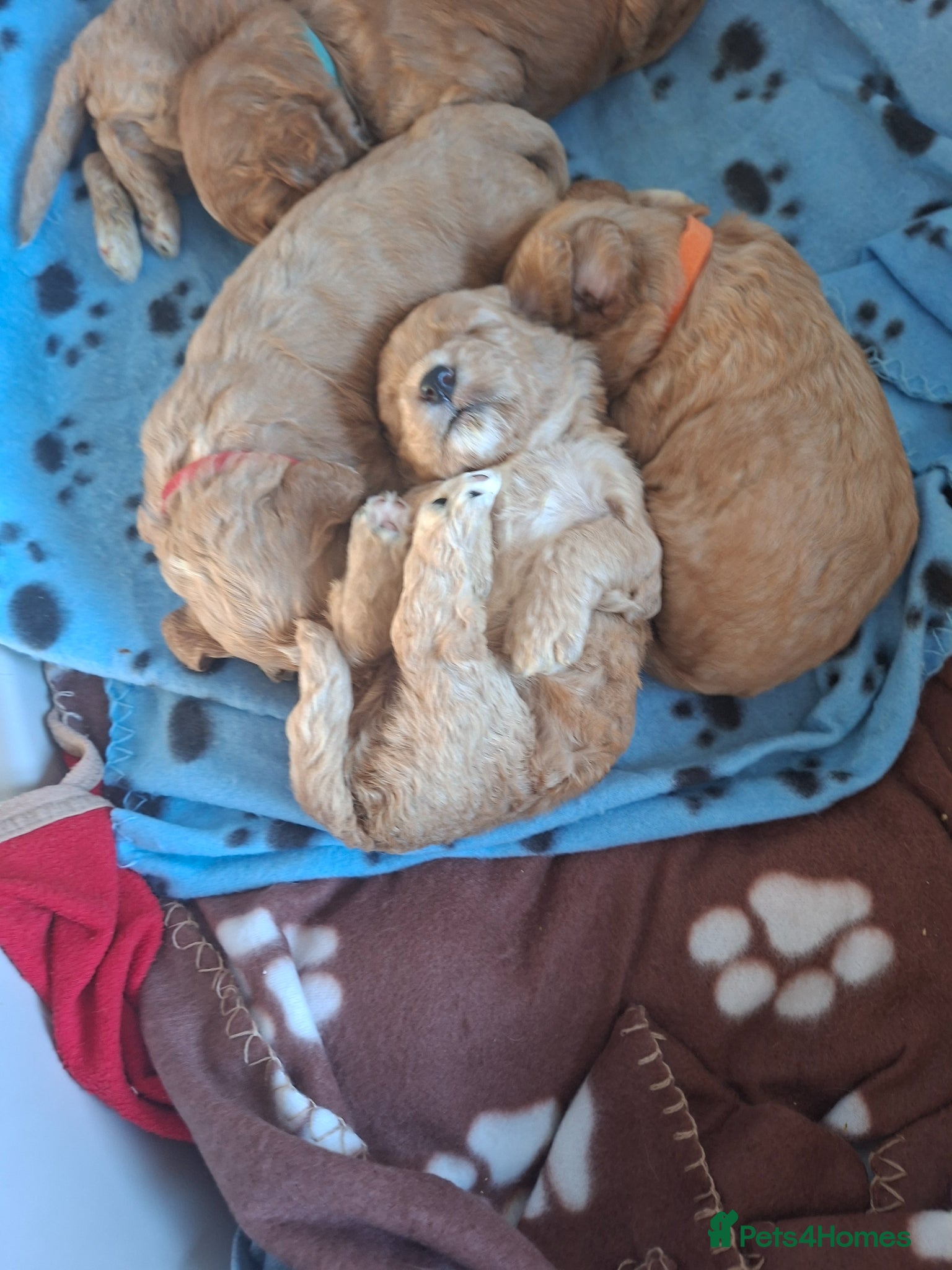 Cockapoo dogs 1 girl remaining - Advert 1