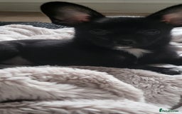 Mixed Breed dogs for sale:  Reserved Boy Small Male Papillon Cross Chihuahua  - Image 10