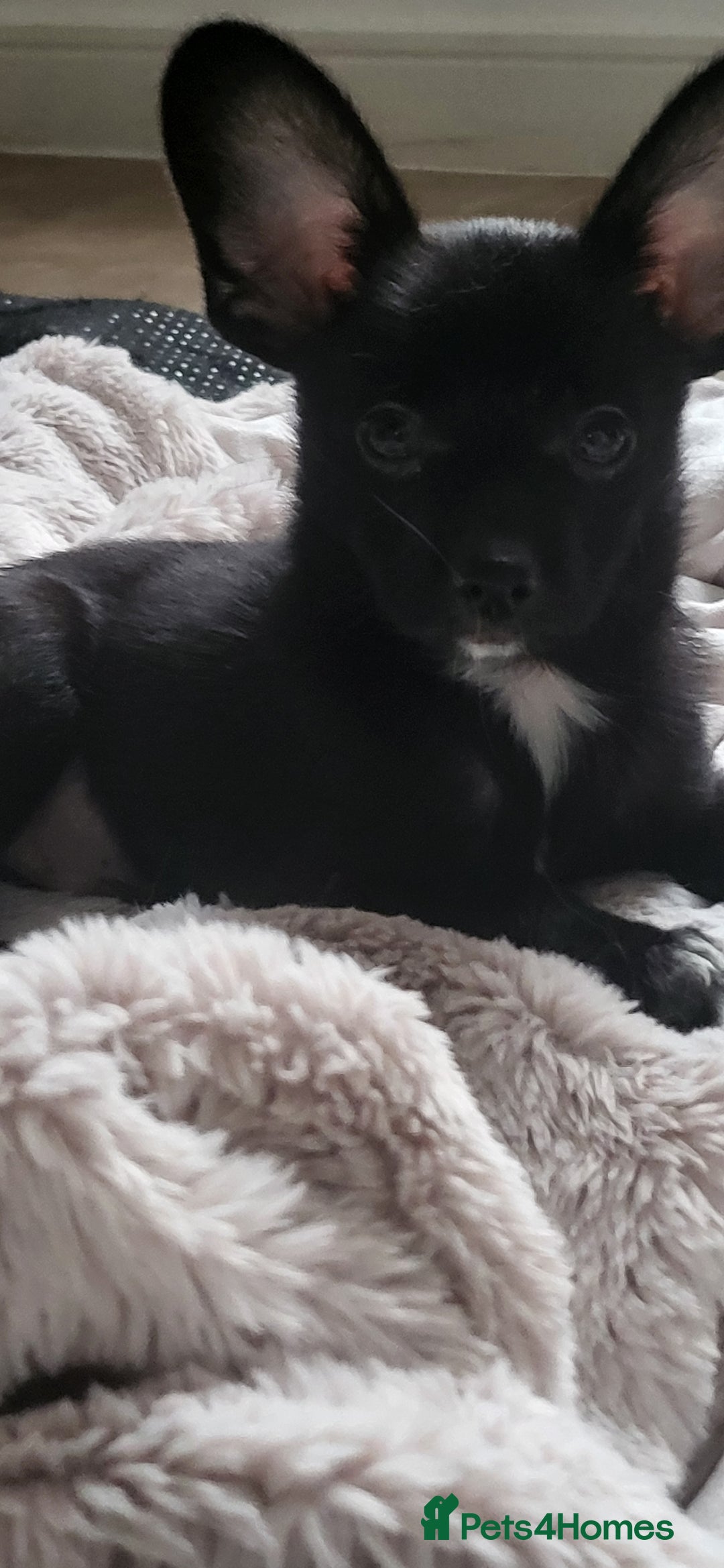 Mixed Breed dogs for sale:  Reserved Boy Small Male Papillon Cross Chihuahua  - Image 10